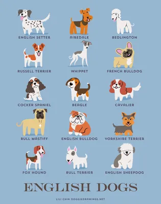 Породы собак на английском с картинками фотографии