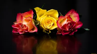 Обои Цветы Розы, обои для рабочего стола, фотографии цветы, розы, трио,  бутоны, разноцветные Обои для рабочего стола, скачать обои картинки  заставки на рабочий стол.
