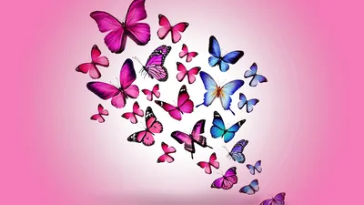 Обои бабочки, рисунок, полет, разноцветные, фон, розовый картинки на рабочий  стол, фото скачать бесплатно