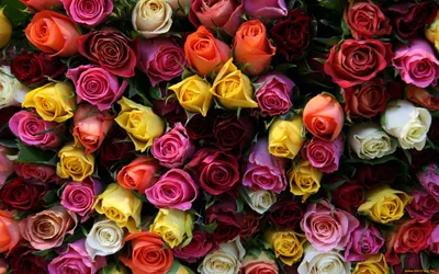 Обои Цветы Розы, обои для рабочего стола, фотографии цветы, розы, букет,  разноцветные Обои для рабочего стола, скачать обои картинки заставки на рабочий  стол.