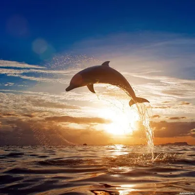Животные, #Дельфины, #аватары, #картинки, #фото, #авы,  https://avatarko.ru/kartinka/11807 | Морские существа, Дельфины, Красивые  существа