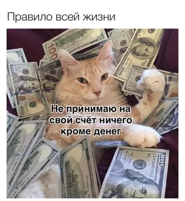 Смешные мемы фразы на каждый день мемы с котами подруги переписки мемчики  на аву storis threads + | Смешные мемы, Мемы, Смешные счастливые дни  рождения