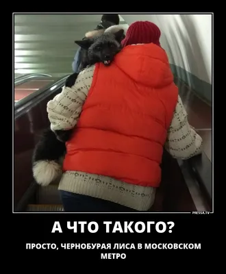 Самые смешные автобусы » BigPicture.ru
