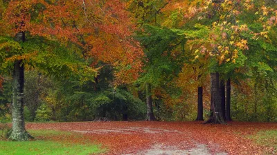 Обои осень, дорога, деревья, пейзаж картинки на рабочий стол, фото скачать  бесплатно