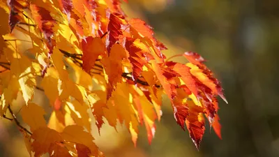 Обои листва, осень, клен, foliage, autumn для рабочего стола #19700