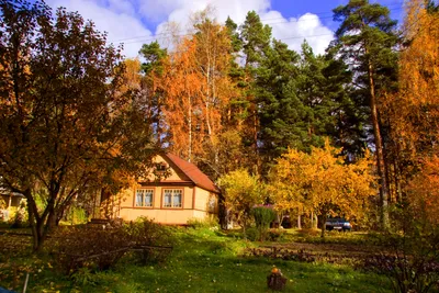 Обои осень, листья, дерево, доски, желтые, оранжевые, бордовые, багровые на  телефон и рабочий стол, раздел макро, разрешение 2000x1339 - скачать
