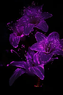 Картинки фиолетовые цветы на телефон (68 фото) » Картинки и статусы про  окружающий мир вокруг