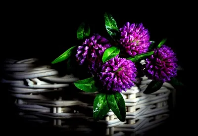 1600x900 Цветы, Натюрморт, Фиолетовые - обои на телефон | Лучшие Скачать  изображения