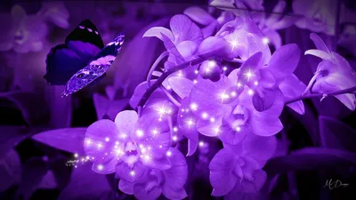 Фиолетовые цветы обои на телефон - 71 фото