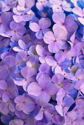 Фиолетовые цветы обои на телефон - 66 фото