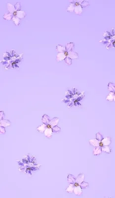 Фиолетовые цветы обои на телефон - 60 фото