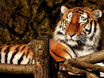 Тигры: описание, виды с фото, чем питаются, размножение