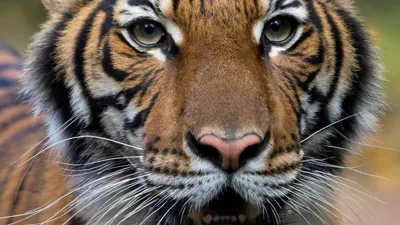 В США умер тигр по кличке Путин | 25.03.2022, ИноСМИ