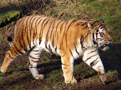 Фигурка KONIK «Бенгальский тигр» | Konik.ru. Пожалуй, лучшие игрушки в  России