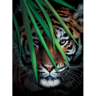 Откуда пошел тигр: генетика раскрыла тайны родословной хищника