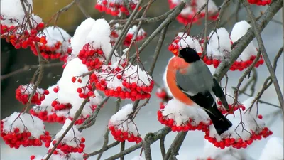 Снегирь птицы зимой с рябиной - картинки и фото poknok.art