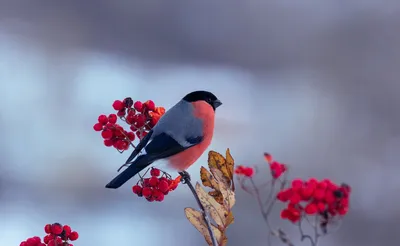 Nature, art, beauty, architecture - Снегирь на рябине 🐦 | Facebook