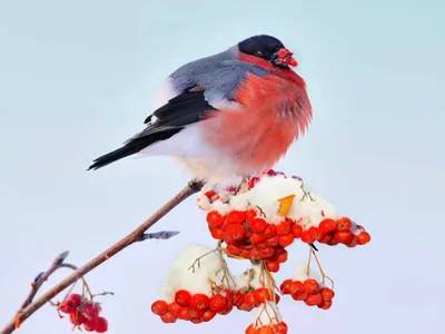 Фото Красногрудый снегирь сидит на ветке с ягодами рябины