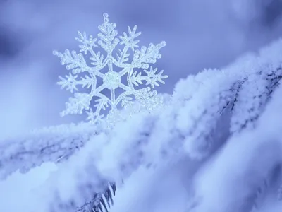 Обои Снежинка, снег, зима, белый на рабочий стол » Природа » reWalls.com  rewalls.com noche de reyes magos - Bus… | Snowflake wallpaper, Snowflakes,  Winter wallpaper