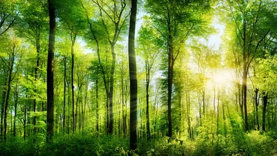 Обои на рабочий стол Солнечные лучи пробиваются сквозь зеленый летний лес,  обои для рабочего стола, скачать обои, обои бесплатно