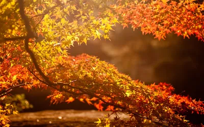 Солнечные лучи сквозь золотые листья-ОБОИ- на рабочий стол-Осень бесплатно