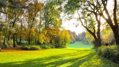 Картинка на рабочий стол Осенний парк, солнечные лучи, солнечный свет,  осенний лес, солнечный свет, лес, зеленый поле, трава, деревья, природа,  пейзаж, красивая сцена 1920 x 1080
