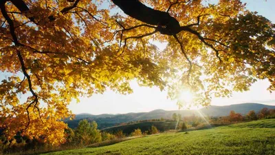 Обои солнечные лучи, ветви, дерево, листья, желтые, осень, свет, луг  картинки на рабочий стол, фото скачать бесплатно