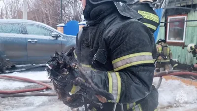 Пожар в Новополоцке, спасение на пожаре Гомеле четвероногого друга - обзор  ЧП по линии МЧС