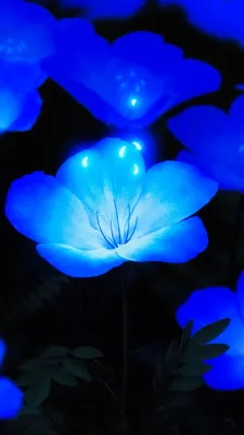 Обои светящиеся синие цветы, цветок, синий, растение, лазурный на телефон  Android, 1080x1920 картинки и фото бесплатно