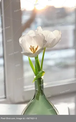 Цветок на окне стоковое изображение. изображение насчитывающей завод -  75164983