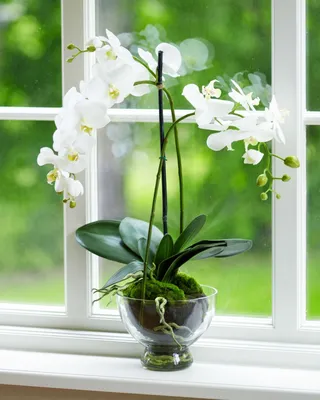 Красивый букет цветов на окне - 80 фото