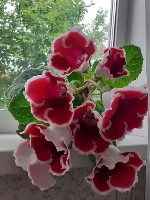 Цветы в чашке на окне в дождливый день Стоковое Изображение - изображение  насчитывающей свет, расти: 157669943
