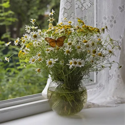 Цветы на окне :: Galina Solovova – Социальная сеть ФотоКто