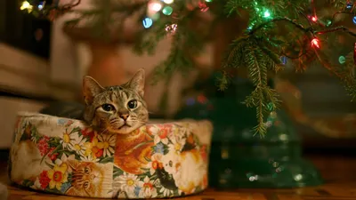 зима уютные обои на рабочий стол: 6 тыс изображений найдено в  Яндекс.Картинках | Милые котики, Фотографии животных, Самые милые животные