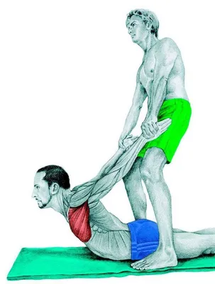 Анатомия стретчинга в картинках: упражнения для всего тела - Лайфхакер