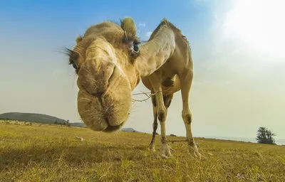 Прикольные картинки с надписями и верблюд в гидрокостюме | Mixnews