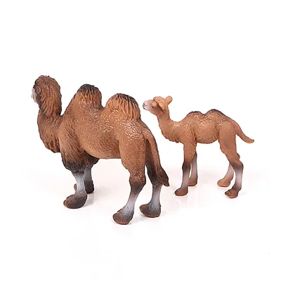 картинки : Верблюд, Camelid, Арабский верблюд, песок, вид транспорта, небо,  Дикая природа, домашний скот, пейзаж, приспособление, отпуск, Туризм,  Действующее животное, улыбка, Палевый 1536x2048 - - 1506041 - красивые  картинки - PxHere