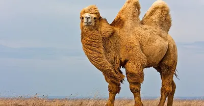 Молодые Верблюд Сосать Вымя Сомалиленд — стоковые фотографии и другие  картинки Одногорбый верблюд - Одногорбый верблюд, Засуха, Сомали - iStock