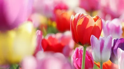 Весенняя картинка на рабочий стол, цветы - Весна - Природа - Картинки на  рабочий стол
