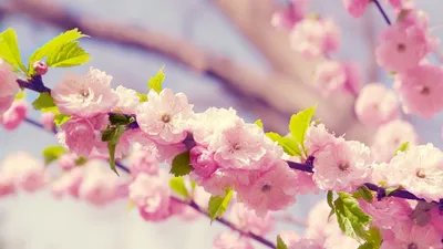 Фон рабочего стола где видно ранние весенние цветы, весна, природа,  красивые обои, early spring flowers, spring, nature, beautiful wallpaper