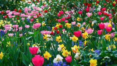 Картинка на рабочий стол разные, весна, много, цветы, весенние обои 2560 x  1440