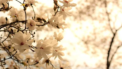 Красивая весна обои. Обои весна | Весна, Весенние цветы, Цветение