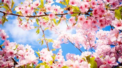 HD картинки весна 2560x1600, обои весенние цветы 2560x1600, скачать обои  высокого качества