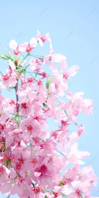 Вертикальная версия цветущей вишни весенние романтические обои для телефона  Фон И картинка для бесплатной загрузки - Pngtree