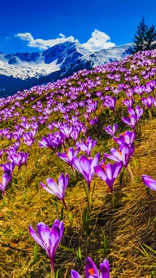 Photo Spring mountain Flowers Crocuses landscape 1080x1920
