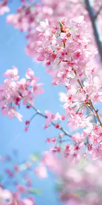 Spring wallpaper. Весенние обои на телефон | Пейзажи, Фоновые рисунки,  Фоновые изображения