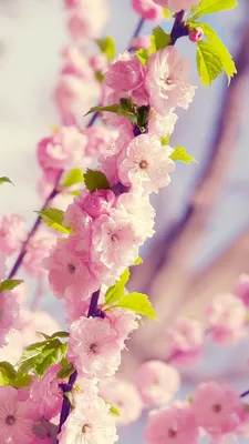 Весенние цветочные обои мобильного телефона Фон Обои Изображение для  бесплатной загрузки - Pngtree