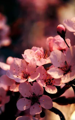 Розовые цветы вишни в мягком солнечном свете | Картинка на аву in 2023 |  Spring wallpaper, Cherry flower, Flower beauty