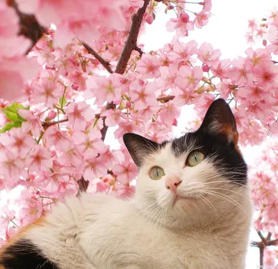 Весна для кота не просто весна, картинка с котом на фоне цветов — Авы и  картинки