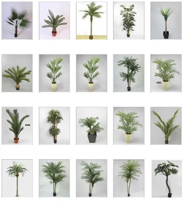 Тропические растения. Пальмы